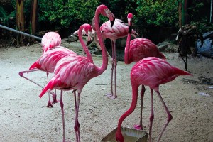 Flamingos